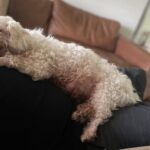 Winston, l’ultima siesta con il suo papà dopo diciannove anni vissuti insieme