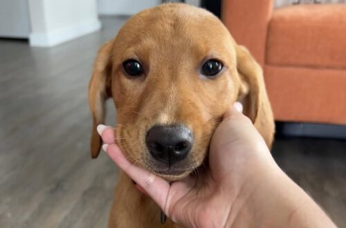 Era in silenzio nel box del rifugio. Poche ore dopo, aveva già trovato un divano, una casa e una famiglia. Nel rifugio locale era entrata una famiglia in cerca di un cane da adottare. Ne è uscita con una cagnolina che, nel giro di poche ore, ha cambiato il ritmo della casa e il senso stesso di quella scelta. Non c’è stato un incontro rumoroso, né una scena costruita attorno all’emozione del momento. La cagnolina era seduta tranquilla, attenta, con lo sguardo fisso verso chi si era fermato davanti a lei. Nessun abbaio insistente, nessun salto contro la recinzione. Solo una presenza composta, quasi prudente, come se aspettasse di capire se quella fosse davvero l’occasione giusta. Quando i futuri adottanti si sono avvicinati, lei ha risposto con un movimento appena accennato della coda. È bastato quel gesto, insieme alla dolcezza del suo atteggiamento, per trasformare una visita al rifugio in una decisione definitiva. La cagnolina adottata dal rifugio e il primo incontro con la famiglia L’adozione è maturata in pochi minuti, ma il legame sembrava essersi formato già nel primo sguardo. La famiglia cercava un compagno, non necessariamente un cane perfetto o già educato a ogni abitudine domestica. Davanti a quella cagnolina silenziosa ha trovato invece una presenza fragile e fiduciosa, capace di comunicare senza bisogno di attirare attenzione. Una volta arrivata nella nuova abitazione, la piccola ha iniziato a esplorare con cautela gli ambienti. Gli odori, i rumori e gli spazi erano nuovi. Ogni stanza aveva qualcosa da imparare, ogni gesto dei suoi nuovi umani diventava un punto di riferimento. Eppure, pur con la naturale incertezza delle prime ore, la cagnolina ha cominciato subito a cercare contatto. Ha scelto il posto più morbido sul divano, si è lasciata accarezzare e ha iniziato a seguire la famiglia da una stanza all’altra. Non con agitazione, ma con una fiducia che cresceva passo dopo passo. Le prime 24 ore nella nuova casa Il cambiamento più evidente è arrivato nei piccoli gesti. La cagnolina si è lasciata andare alle carezze con una calma particolare, come se stesse imparando poco alla volta che quella casa sarebbe rimasta la sua. Appoggiava la testa sulle mani dei nuovi proprietari, cercava vicinanza e osservava ogni movimento con attenzione. Non ha un pedigree importante, non ha ancora un addestramento completo e dovrà abituarsi ai tempi della nuova famiglia. Ma in meno di un giorno ha già portato in casa una presenza diversa: più calore, più tenerezza, più senso di responsabilità. Per chi l’ha adottata, il gesto non è stato soltanto un salvataggio. L’arrivo della cagnolina ha dato alla famiglia qualcosa di altrettanto prezioso: la sensazione di essere stata scelta, ricambiata e accompagnata da una creatura pronta a ricominciare. Da ieri, quella piccola non vive più nell’attesa di qualcuno che si fermi davanti al suo box. Ha una casa, un posto sul divano e persone disposte a farle capire, giorno dopo giorno, che il rifugio è ormai alle spalle.