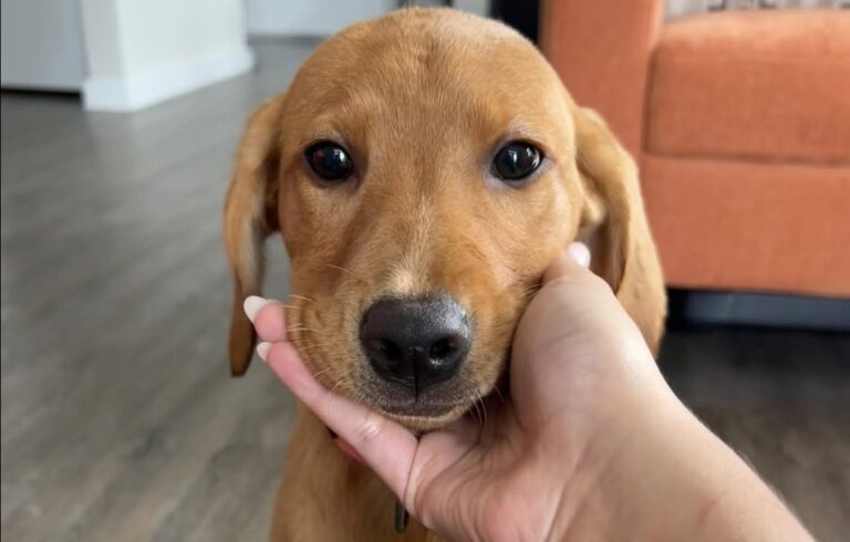 Era in silenzio nel box del rifugio. Poche ore dopo, aveva già trovato un divano, una casa e una famiglia. Nel rifugio locale era entrata una famiglia in cerca di un cane da adottare. Ne è uscita con una cagnolina che, nel giro di poche ore, ha cambiato il ritmo della casa e il senso stesso di quella scelta. Non c’è stato un incontro rumoroso, né una scena costruita attorno all’emozione del momento. La cagnolina era seduta tranquilla, attenta, con lo sguardo fisso verso chi si era fermato davanti a lei. Nessun abbaio insistente, nessun salto contro la recinzione. Solo una presenza composta, quasi prudente, come se aspettasse di capire se quella fosse davvero l’occasione giusta. Quando i futuri adottanti si sono avvicinati, lei ha risposto con un movimento appena accennato della coda. È bastato quel gesto, insieme alla dolcezza del suo atteggiamento, per trasformare una visita al rifugio in una decisione definitiva. La cagnolina adottata dal rifugio e il primo incontro con la famiglia L’adozione è maturata in pochi minuti, ma il legame sembrava essersi formato già nel primo sguardo. La famiglia cercava un compagno, non necessariamente un cane perfetto o già educato a ogni abitudine domestica. Davanti a quella cagnolina silenziosa ha trovato invece una presenza fragile e fiduciosa, capace di comunicare senza bisogno di attirare attenzione. Una volta arrivata nella nuova abitazione, la piccola ha iniziato a esplorare con cautela gli ambienti. Gli odori, i rumori e gli spazi erano nuovi. Ogni stanza aveva qualcosa da imparare, ogni gesto dei suoi nuovi umani diventava un punto di riferimento. Eppure, pur con la naturale incertezza delle prime ore, la cagnolina ha cominciato subito a cercare contatto. Ha scelto il posto più morbido sul divano, si è lasciata accarezzare e ha iniziato a seguire la famiglia da una stanza all’altra. Non con agitazione, ma con una fiducia che cresceva passo dopo passo. Le prime 24 ore nella nuova casa Il cambiamento più evidente è arrivato nei piccoli gesti. La cagnolina si è lasciata andare alle carezze con una calma particolare, come se stesse imparando poco alla volta che quella casa sarebbe rimasta la sua. Appoggiava la testa sulle mani dei nuovi proprietari, cercava vicinanza e osservava ogni movimento con attenzione. Non ha un pedigree importante, non ha ancora un addestramento completo e dovrà abituarsi ai tempi della nuova famiglia. Ma in meno di un giorno ha già portato in casa una presenza diversa: più calore, più tenerezza, più senso di responsabilità. Per chi l’ha adottata, il gesto non è stato soltanto un salvataggio. L’arrivo della cagnolina ha dato alla famiglia qualcosa di altrettanto prezioso: la sensazione di essere stata scelta, ricambiata e accompagnata da una creatura pronta a ricominciare. Da ieri, quella piccola non vive più nell’attesa di qualcuno che si fermi davanti al suo box. Ha una casa, un posto sul divano e persone disposte a farle capire, giorno dopo giorno, che il rifugio è ormai alle spalle.