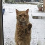 Gatta randagia bussa alla porta nella notte gelida: entra in casa e trova riparo dal freddo