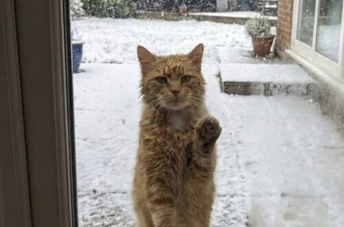La gatta, magra e tremante, si è presentata davanti a una porta durante una notte di gelo. Da allora non è più uscita.