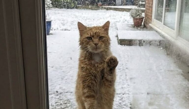 La gatta, magra e tremante, si è presentata davanti a una porta durante una notte di gelo. Da allora non è più uscita.