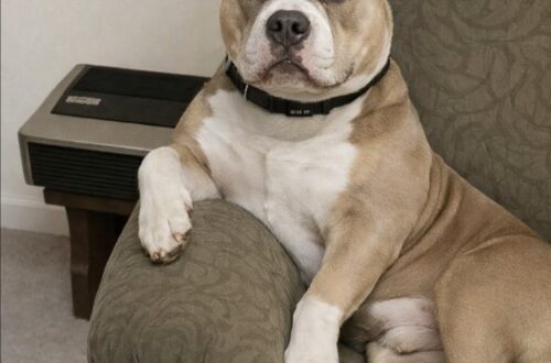 Il cane lo sveglia nel cuore della notte e gli salva la vita: incendio partito in cucina L’animale ha avvertito il pericolo prima dell’allarme. Le fiamme sarebbero partite da un guasto elettrico vicino a una presa. Alle 2:17 del mattino, mentre la casa era immersa nel silenzio, il cane ha iniziato a comportarsi in modo insolito. Non era agitazione da gioco, né una richiesta di attenzione. È saltato sul petto del proprietario, ha abbaiato con insistenza e ha tirato la maglietta fino a costringerlo ad alzarsi. All’inizio l’uomo, ancora mezzo addormentato, ha provato ad allontanarlo. Poi ha capito che l’animale non stava cercando coccole: stava tentando di avvisarlo di qualcosa. Il cane si è messo davanti alla porta, continuando a impedirgli di restare a letto. Pochi istanti dopo è arrivato l’odore che ha chiarito tutto: fumo. Il cane avverte l’incendio prima dell’allarme Quando il proprietario è corso in cucina, le fiamme stavano già salendo lungo il muro vicino a una presa elettrica. La situazione era ancora contenibile, ma sarebbe potuta diventare molto più grave in pochi minuti. Secondo quanto riferito successivamente dai vigili del fuoco, l’incendio sarebbe partito con ogni probabilità da un guasto elettrico. Un principio silenzioso, difficile da percepire subito durante il sonno. L’allarme, in quel momento, non era ancora entrato in funzione. A fare la differenza è stato il comportamento del cane, che ha percepito il pericolo e ha insistito fino a svegliare il proprietario. Senza quel gesto, l’uomo avrebbe potuto accorgersi troppo tardi di quanto stava accadendo. Una notte qualunque diventata decisiva Il cane non aveva ricevuto un addestramento specifico per intervenire in caso di incendio. Ha agito d’istinto, riconoscendo qualcosa di anomalo e cercando di portare il proprietario lontano dal rischio. È lo stesso animale che, nella vita di tutti i giorni, cerca attenzioni, segue il padrone in casa e partecipa alla routine domestica con i comportamenti tipici di un cane di famiglia. Ma nella notte dell’incendio quel legame ha assunto un significato diverso. Il proprietario ha raccontato così l’accaduto: "Alle 2:17 del mattino, mentre il mondo dormiva, il mio cane ha scelto di diventare un eroe". La frase riassume il peso di quei minuti. Non si è trattato soltanto di evitare danni materiali alla casa, ma di salvare una vita. Un intervento spontaneo, arrivato prima dei dispositivi di sicurezza e prima che il fumo diventasse impossibile da ignorare. Dopo lo spavento, resta la consapevolezza di un rapporto che va oltre la semplice presenza in casa. In quella notte, un cane ha riconosciuto il pericolo, ha insistito senza fermarsi e ha permesso al suo proprietario di mettersi in salvo.