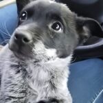 Cucciolo trovato tremante sul bordo della strada: si avvicina al soccorritore e trova una casa