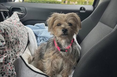 Hadley abbandonata nel parcheggio di un casinò: adottata dopo il salvataggio La cagnolina è stata trovata sola in un parcheggio coperto. Ora ha una nuova casa e una famiglia pronta ad amarla. Era sola nel parcheggio coperto di un casinò indiano quando qualcuno l’ha trovata e ha deciso di metterla in salvo. Hadley, una cagnolina dal carattere dolce e fiducioso, è stata recuperata questa settimana dopo essere stata abbandonata in un luogo dove avrebbe potuto restare invisibile per ore, forse per giorni. Chi l’ha adottata racconta che la cagnolina sembrava aver avuto dei cuccioli da poco. Non è chiaro dove siano finiti, né da quanto tempo Hadley fosse stata lasciata lì. Un dettaglio che rende ancora più pesante la vicenda, perché dietro il suo abbandono potrebbe esserci anche una maternità interrotta e rimasta senza risposte. Hadley salvata nel parcheggio del casinò Dopo il salvataggio, Hadley ha iniziato subito a mostrare un’indole sorprendentemente affettuosa. Nonostante quello che aveva vissuto, non si è chiusa nella paura. Al contrario, già nei primi giorni ha cercato contatto, attenzione e vicinanza. La sua nuova proprietaria racconta che la cagnolina la segue ovunque, risponde al comando “seduta”, ama dare baci e si lascia andare volentieri ai grattini sulla pancia. Piccoli comportamenti che raccontano un animale abituato al rapporto con le persone e desideroso di fidarsi ancora. In casa si sta ambientando rapidamente. Ha già visitato un parco e un negozio per animali, mostrando curiosità verso tutto e verso tutti. Quando non riceve attenzioni, assume un’espressione triste, quasi a chiedersi perché qualcuno possa ignorarla. Poi, quando è stanca, si allontana da sola e va a dormire, scegliendo posizioni buffe e spontanee. Dopo Annie, una nuova possibilità di amore L’arrivo di Hadley ha un significato particolare per la donna che l’ha accolta. È la prima cagnolina adottata dopo la morte di Annie, una barboncina vissuta 19 anni e descritta come il centro del suo mondo. La perdita di Annie aveva lasciato un vuoto profondo. Sono passati alcuni anni, ma il dolore non è mai scomparso del tutto. La nuova proprietaria racconta di piangere ancora per lei, a volte anche ogni giorno, e di non essere stata sicura a lungo di poter aprire di nuovo la porta a un altro cane. Con Hadley, però, qualcosa è cambiato. Non si tratta di sostituire chi non c’è più, ma di lasciare spazio a un affetto diverso. La cagnolina arrivata da un abbandono ha portato in casa una presenza nuova, fatta di energia, tenerezza e fiducia. La prima foto del salvataggio la mostrava spettinata e arruffata, ma già con quella dolcezza che avrebbe poi conquistato la sua nuova famiglia. Oggi Hadley non è più la cagnolina lasciata in un parcheggio. È una presenza amata, attesa e scelta, pronta a iniziare una vita piena di passeggiate, cure e giorni finalmente sicuri.