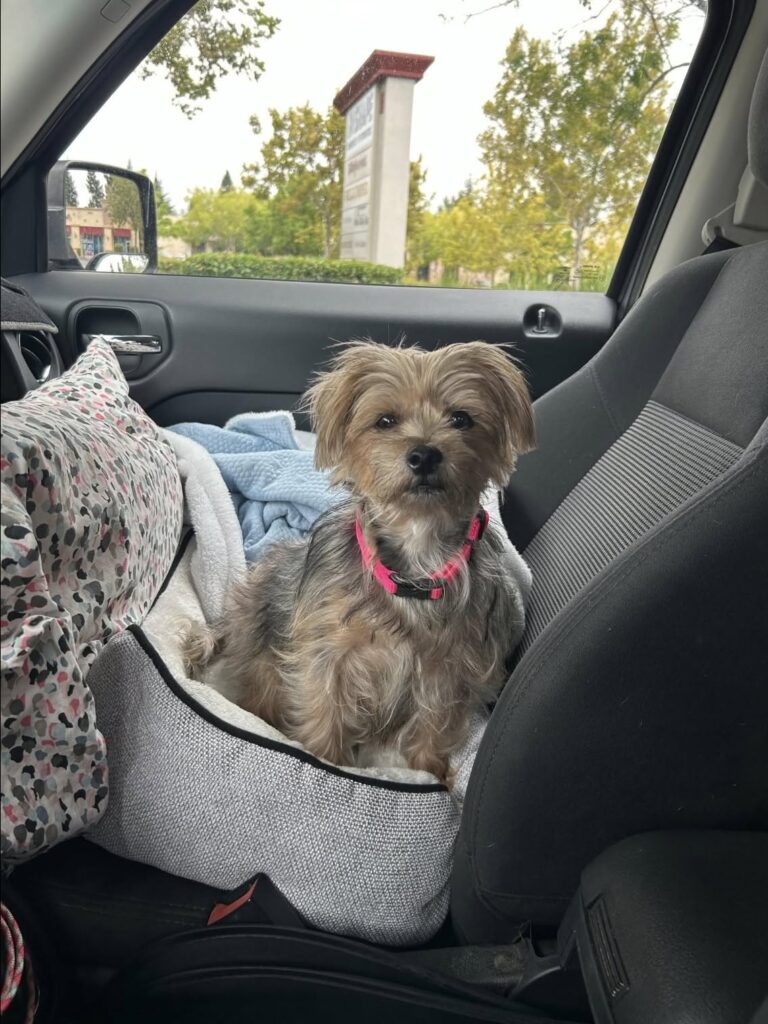 Hadley abbandonata nel parcheggio di un casinò: adottata dopo il salvataggio La cagnolina è stata trovata sola in un parcheggio coperto. Ora ha una nuova casa e una famiglia pronta ad amarla. Era sola nel parcheggio coperto di un casinò indiano quando qualcuno l’ha trovata e ha deciso di metterla in salvo. Hadley, una cagnolina dal carattere dolce e fiducioso, è stata recuperata questa settimana dopo essere stata abbandonata in un luogo dove avrebbe potuto restare invisibile per ore, forse per giorni. Chi l’ha adottata racconta che la cagnolina sembrava aver avuto dei cuccioli da poco. Non è chiaro dove siano finiti, né da quanto tempo Hadley fosse stata lasciata lì. Un dettaglio che rende ancora più pesante la vicenda, perché dietro il suo abbandono potrebbe esserci anche una maternità interrotta e rimasta senza risposte. Hadley salvata nel parcheggio del casinò Dopo il salvataggio, Hadley ha iniziato subito a mostrare un’indole sorprendentemente affettuosa. Nonostante quello che aveva vissuto, non si è chiusa nella paura. Al contrario, già nei primi giorni ha cercato contatto, attenzione e vicinanza. La sua nuova proprietaria racconta che la cagnolina la segue ovunque, risponde al comando “seduta”, ama dare baci e si lascia andare volentieri ai grattini sulla pancia. Piccoli comportamenti che raccontano un animale abituato al rapporto con le persone e desideroso di fidarsi ancora. In casa si sta ambientando rapidamente. Ha già visitato un parco e un negozio per animali, mostrando curiosità verso tutto e verso tutti. Quando non riceve attenzioni, assume un’espressione triste, quasi a chiedersi perché qualcuno possa ignorarla. Poi, quando è stanca, si allontana da sola e va a dormire, scegliendo posizioni buffe e spontanee. Dopo Annie, una nuova possibilità di amore L’arrivo di Hadley ha un significato particolare per la donna che l’ha accolta. È la prima cagnolina adottata dopo la morte di Annie, una barboncina vissuta 19 anni e descritta come il centro del suo mondo. La perdita di Annie aveva lasciato un vuoto profondo. Sono passati alcuni anni, ma il dolore non è mai scomparso del tutto. La nuova proprietaria racconta di piangere ancora per lei, a volte anche ogni giorno, e di non essere stata sicura a lungo di poter aprire di nuovo la porta a un altro cane. Con Hadley, però, qualcosa è cambiato. Non si tratta di sostituire chi non c’è più, ma di lasciare spazio a un affetto diverso. La cagnolina arrivata da un abbandono ha portato in casa una presenza nuova, fatta di energia, tenerezza e fiducia. La prima foto del salvataggio la mostrava spettinata e arruffata, ma già con quella dolcezza che avrebbe poi conquistato la sua nuova famiglia. Oggi Hadley non è più la cagnolina lasciata in un parcheggio. È una presenza amata, attesa e scelta, pronta a iniziare una vita piena di passeggiate, cure e giorni finalmente sicuri.