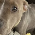 Galentine trovata nella neve con sei cuccioli: era rimasta incatenata per proteggerli dal gelo