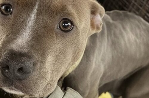 La cagnolina è stata soccorsa a St. Louis mentre teneva al caldo i suoi piccoli appena nati dentro una cuccia gelata.