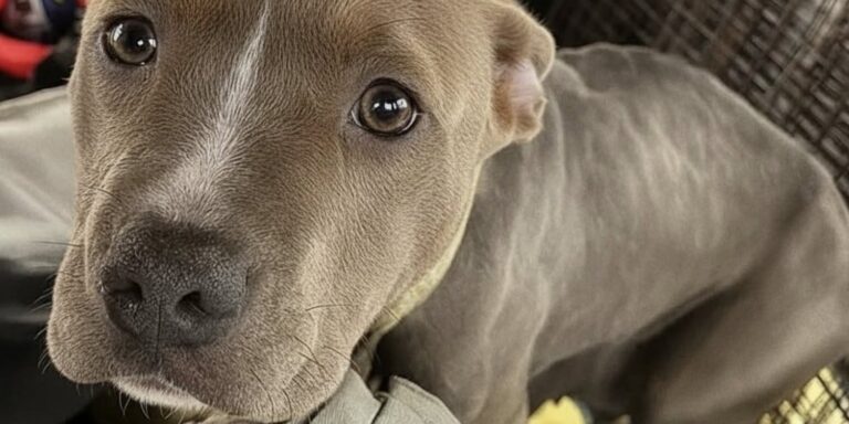 La cagnolina è stata soccorsa a St. Louis mentre teneva al caldo i suoi piccoli appena nati dentro una cuccia gelata.