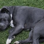 Jacob muore al parco durante la corsa: il pitbull aveva cinque anni