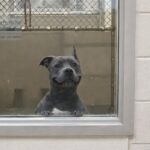 Pitbull aspetta per mesi dietro il vetro del rifugio: poi arriva la famiglia che lo porta a casa