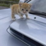 Micina trovata di notte sul cofano dell’auto: entra da sola in macchina e trova casa