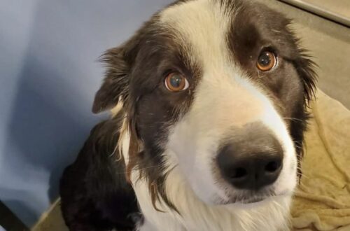 Il cane era arrivato alla data limite nel rifugio. L’incontro con una famiglia ha cambiato il suo destino.