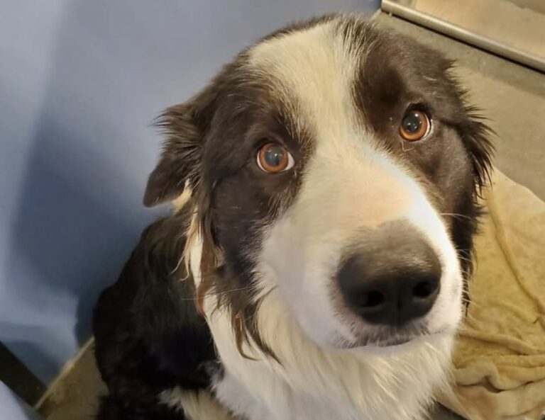 Il cane era arrivato alla data limite nel rifugio. L’incontro con una famiglia ha cambiato il suo destino.