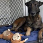 Rex trovato con una vecchia scimmietta tra le zampe: al rifugio non si separa mai dal suo gioco
