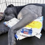 Addio al grande Pitbull dal cuore gentile, compagno fedele fino all’ultimo giorno
