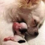 Luna diventa mamma per la prima volta: protegge il cucciolo più fragile giorno e notte
