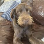 Johnie Walker trovato per strada dopo settimane senza padrone: il cane randagio ora ha una casa