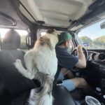 Cane adottato fa il suo primo viaggio in macchina: occhi spalancati e curiosità per ogni cosa