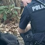 Cagna randagia salvata dopo settimane in strada: Luna trova casa grazie alla pazienza di una donna