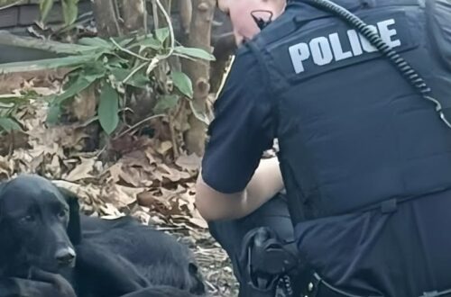 Era fuggita per settimane tra traffico e cassonetti. Una donna si è fermata senza inseguirla e le ha restituito fiducia.