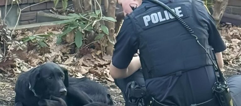 Era fuggita per settimane tra traffico e cassonetti. Una donna si è fermata senza inseguirla e le ha restituito fiducia.