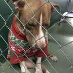 Bobby nel box con il maglione di Natale: il cane aspettava qualcuno che lo scegliesse