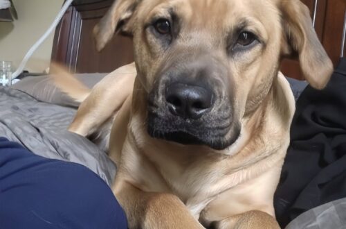 Un cane magro e impolverato ha seguito una famiglia durante una passeggiata. Da quell’incontro è nata una nuova adozione.