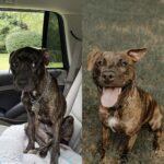 Lenny trovato sul ciglio della strada, dopo un anno ha imparato a fidarsi