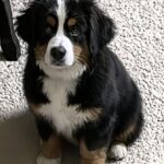 Rio finge di zoppicare per avere i premietti: il Bovaro del Bernese smascherato dalla zampa sbagliata
