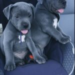 Entrano al rifugio per adottare un cucciolo di pitbull, ma tornano a casa con due fratellini