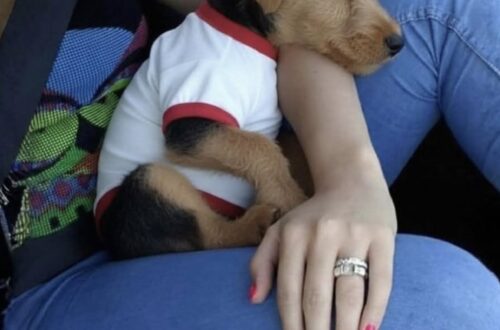 Un Airedale Terrier adottato dopo il rifugio trova fiducia durante il tragitto con la nuova famiglia.