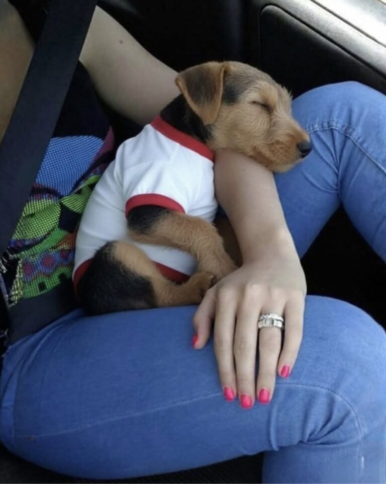 Un Airedale Terrier adottato dopo il rifugio trova fiducia durante il tragitto con la nuova famiglia.