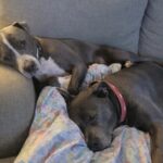 Due fratelli pitbull nella lista per l’eutanasia: dovevano restare 48 ore, poi la famiglia cambia idea