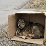 Cucciolo trovato in una scatola bagnata sul ciglio della strada: ora dorme al sicuro in una casa