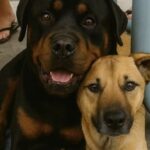 Due cani incatenati al freddo vengono salvati insieme: nessuno ha voluto separarli