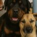 Un Rottweiler e un piccolo meticcio sono stati trovati affamati e spaventati. Il loro legame ha convinto una donna ad adottarli entrambi.