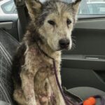 Husky anziano adottato dopo otto mesi in rifugio: in auto resta immobile e piange