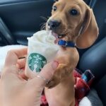 Una piccola coppa di panna diventa il primo grande premio del cucciolo