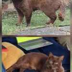 Dwayne, il gatto comparso alla finestra dopo mesi di assenza: era dimagrito e non aveva un microchip