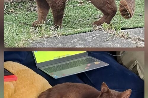 Dopo mesi senza notizie, il gatto è tornato affamato davanti a una casa. Nessuno lo ha reclamato: ora vive con una famiglia.