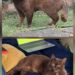 Dopo mesi senza notizie, il gatto è tornato affamato davanti a una casa. Nessuno lo ha reclamato: ora vive con una famiglia.