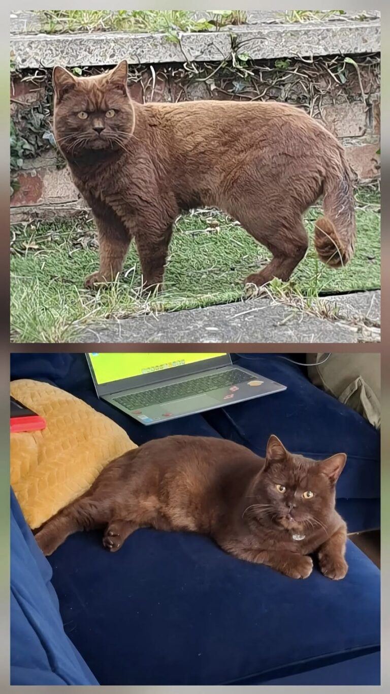 Dopo mesi senza notizie, il gatto è tornato affamato davanti a una casa. Nessuno lo ha reclamato: ora vive con una famiglia.
