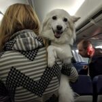 Donna lascia il suo Paese e porta con sé il cane: il viaggio verso una nuova vita