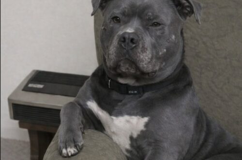Kilo, Pit Bull grigio destinato al rifugio per il divieto del palazzo, ha difeso la proprietaria durante un’aggressione in casa.
