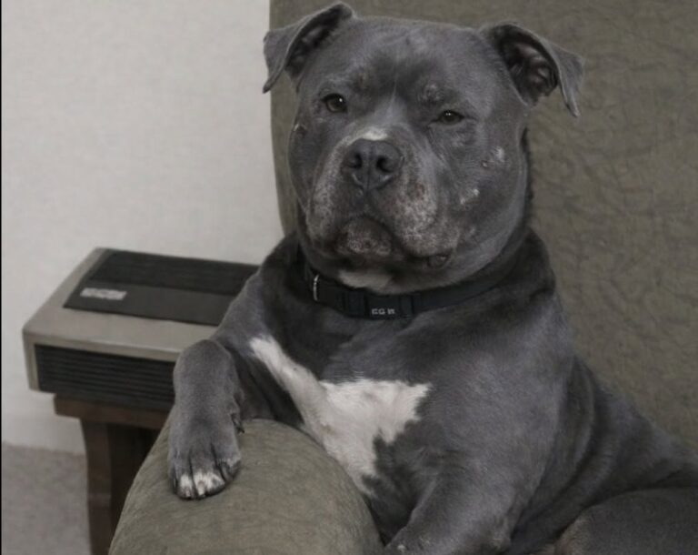Kilo, Pit Bull grigio destinato al rifugio per il divieto del palazzo, ha difeso la proprietaria durante un’aggressione in casa.