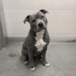 Pitbull lasciato al rifugio per paura della razza: poche ore dopo trova una nuova casa