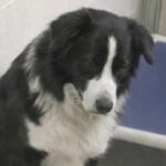 Border collie resta immobile dietro il vetro del rifugio: la coppia cambia scelta e lo adotta