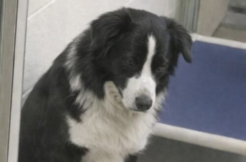 Border collie resta immobile dietro il vetro del rifugio: la coppia cambia scelta e lo adotta Una coppia era arrivata in rifugio per conoscere un altro cane, ma ha scelto un border collie chiuso nel suo silenzio. Erano entrati in rifugio con un’idea precisa: incontrare il cane che stavano valutando di adottare. Poi, davanti a un box più silenzioso degli altri, quella visita ha preso una direzione diversa. Dietro il vetro c’era un border collie bianco e nero, seduto vicino al muro. Non cercava attenzione, non abbaiava, non si muoveva avanti e indietro come spesso accade nei canili. Restava fermo, con la testa appena inclinata e uno sguardo che sembrava raccontare una lunga attesa. Chi lo ha visto ha capito subito che non era un cane semplicemente tranquillo. Sembrava stanco. Non solo fisicamente, ma anche emotivamente, come se il tempo trascorso in quel box gli avesse tolto poco alla volta la fiducia. Border collie spento nel box del rifugio I border collie vengono spesso associati a energia, attenzione e rapidità. Sono cani intelligenti, reattivi, abituati a osservare tutto ciò che accade intorno. Lui, invece, appariva immobile. Non c’era agitazione nel suo comportamento. Non c’era neppure richiesta insistente di contatto. C’era piuttosto una calma pesante, quella di un animale che ha visto passare molte persone senza che nessuna si fermasse davvero per lui. La volontaria del rifugio ha spiegato la situazione con poche parole: «È qui da un po’. È adorabile… ma si isola. Qui, in canile, si spegne». Quella frase ha dato un senso alla scena. Il cane non era difficile, né ingestibile. Era provato dalla permanenza in struttura, dalla ripetizione dei giorni, dal rumore e dall’attesa. La decisione nata davanti al vetro La coppia si è guardata senza bisogno di discutere a lungo. Erano arrivati per conoscere un altro cane, ma davanti a quel border collie chiuso nella sua tristezza silenziosa la scelta è cambiata. «Lo prendiamo», è stata la decisione. Non una scelta d’impulso dettata dalla sola emozione, ma la risposta a una condizione evidente: quel cane aveva bisogno di uscire dal box, di ritrovare un ambiente stabile, di tornare a sentire che qualcuno lo aspettava davvero. Poco dopo, il border collie ha lasciato il rifugio con loro. Il primo viaggio verso casa Il tragitto non è stato segnato da manifestazioni improvvise di gioia. Il cane si è sistemato sul sedile posteriore, rannicchiato, ancora teso. Sobbalzava ai rumori, come se ogni suono potesse significare un nuovo cambiamento. Ogni tanto, però, sollevava la testa. Guardava intorno, controllava la presenza delle persone davanti a lui, quasi per capire se quel viaggio fosse davvero diverso da tutti gli altri. Non stava tornando dietro il vetro. Questa volta stava andando a casa. La prima notte nella nuova vita Arrivato nella nuova abitazione, ha cercato un angolo tranquillo. Non ha avuto bisogno di grandi gesti. Gli sono bastati silenzio, spazio e la possibilità di fermarsi senza paura. Poi si è addormentato profondamente. Un sonno lungo, finalmente stabile, diverso dal riposo interrotto e inquieto di un rifugio. Il suo corpo sembrava avere compreso prima ancora della sua mente che il peggio era alle spalle. Quel border collie, rimasto seduto in silenzio mentre le persone passavano oltre, ha trovato una famiglia proprio nel giorno in cui nessuno era arrivato per lui. Ora comincia una vita nuova, lontano dal vetro, dal box e da quella solitudine che lo stava spegnendo.