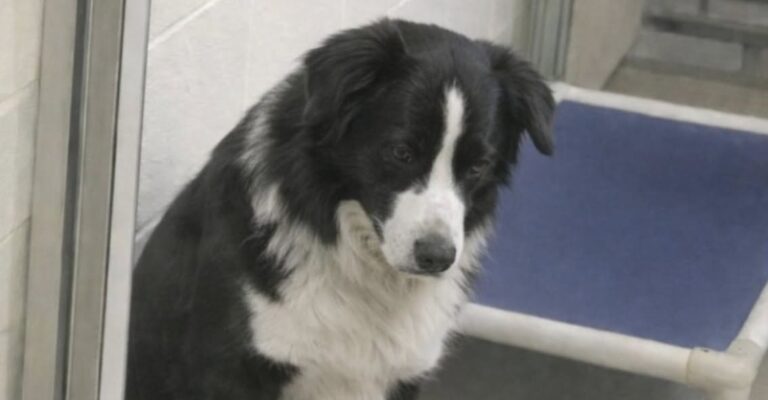 Border collie resta immobile dietro il vetro del rifugio: la coppia cambia scelta e lo adotta Una coppia era arrivata in rifugio per conoscere un altro cane, ma ha scelto un border collie chiuso nel suo silenzio. Erano entrati in rifugio con un’idea precisa: incontrare il cane che stavano valutando di adottare. Poi, davanti a un box più silenzioso degli altri, quella visita ha preso una direzione diversa. Dietro il vetro c’era un border collie bianco e nero, seduto vicino al muro. Non cercava attenzione, non abbaiava, non si muoveva avanti e indietro come spesso accade nei canili. Restava fermo, con la testa appena inclinata e uno sguardo che sembrava raccontare una lunga attesa. Chi lo ha visto ha capito subito che non era un cane semplicemente tranquillo. Sembrava stanco. Non solo fisicamente, ma anche emotivamente, come se il tempo trascorso in quel box gli avesse tolto poco alla volta la fiducia. Border collie spento nel box del rifugio I border collie vengono spesso associati a energia, attenzione e rapidità. Sono cani intelligenti, reattivi, abituati a osservare tutto ciò che accade intorno. Lui, invece, appariva immobile. Non c’era agitazione nel suo comportamento. Non c’era neppure richiesta insistente di contatto. C’era piuttosto una calma pesante, quella di un animale che ha visto passare molte persone senza che nessuna si fermasse davvero per lui. La volontaria del rifugio ha spiegato la situazione con poche parole: «È qui da un po’. È adorabile… ma si isola. Qui, in canile, si spegne». Quella frase ha dato un senso alla scena. Il cane non era difficile, né ingestibile. Era provato dalla permanenza in struttura, dalla ripetizione dei giorni, dal rumore e dall’attesa. La decisione nata davanti al vetro La coppia si è guardata senza bisogno di discutere a lungo. Erano arrivati per conoscere un altro cane, ma davanti a quel border collie chiuso nella sua tristezza silenziosa la scelta è cambiata. «Lo prendiamo», è stata la decisione. Non una scelta d’impulso dettata dalla sola emozione, ma la risposta a una condizione evidente: quel cane aveva bisogno di uscire dal box, di ritrovare un ambiente stabile, di tornare a sentire che qualcuno lo aspettava davvero. Poco dopo, il border collie ha lasciato il rifugio con loro. Il primo viaggio verso casa Il tragitto non è stato segnato da manifestazioni improvvise di gioia. Il cane si è sistemato sul sedile posteriore, rannicchiato, ancora teso. Sobbalzava ai rumori, come se ogni suono potesse significare un nuovo cambiamento. Ogni tanto, però, sollevava la testa. Guardava intorno, controllava la presenza delle persone davanti a lui, quasi per capire se quel viaggio fosse davvero diverso da tutti gli altri. Non stava tornando dietro il vetro. Questa volta stava andando a casa. La prima notte nella nuova vita Arrivato nella nuova abitazione, ha cercato un angolo tranquillo. Non ha avuto bisogno di grandi gesti. Gli sono bastati silenzio, spazio e la possibilità di fermarsi senza paura. Poi si è addormentato profondamente. Un sonno lungo, finalmente stabile, diverso dal riposo interrotto e inquieto di un rifugio. Il suo corpo sembrava avere compreso prima ancora della sua mente che il peggio era alle spalle. Quel border collie, rimasto seduto in silenzio mentre le persone passavano oltre, ha trovato una famiglia proprio nel giorno in cui nessuno era arrivato per lui. Ora comincia una vita nuova, lontano dal vetro, dal box e da quella solitudine che lo stava spegnendo.
